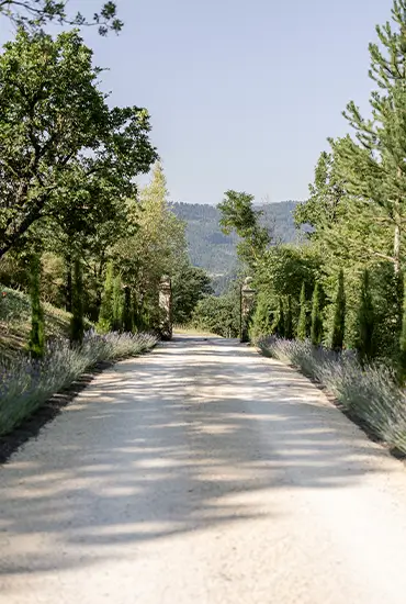 Cypress and lavender lined drive leading to the mas